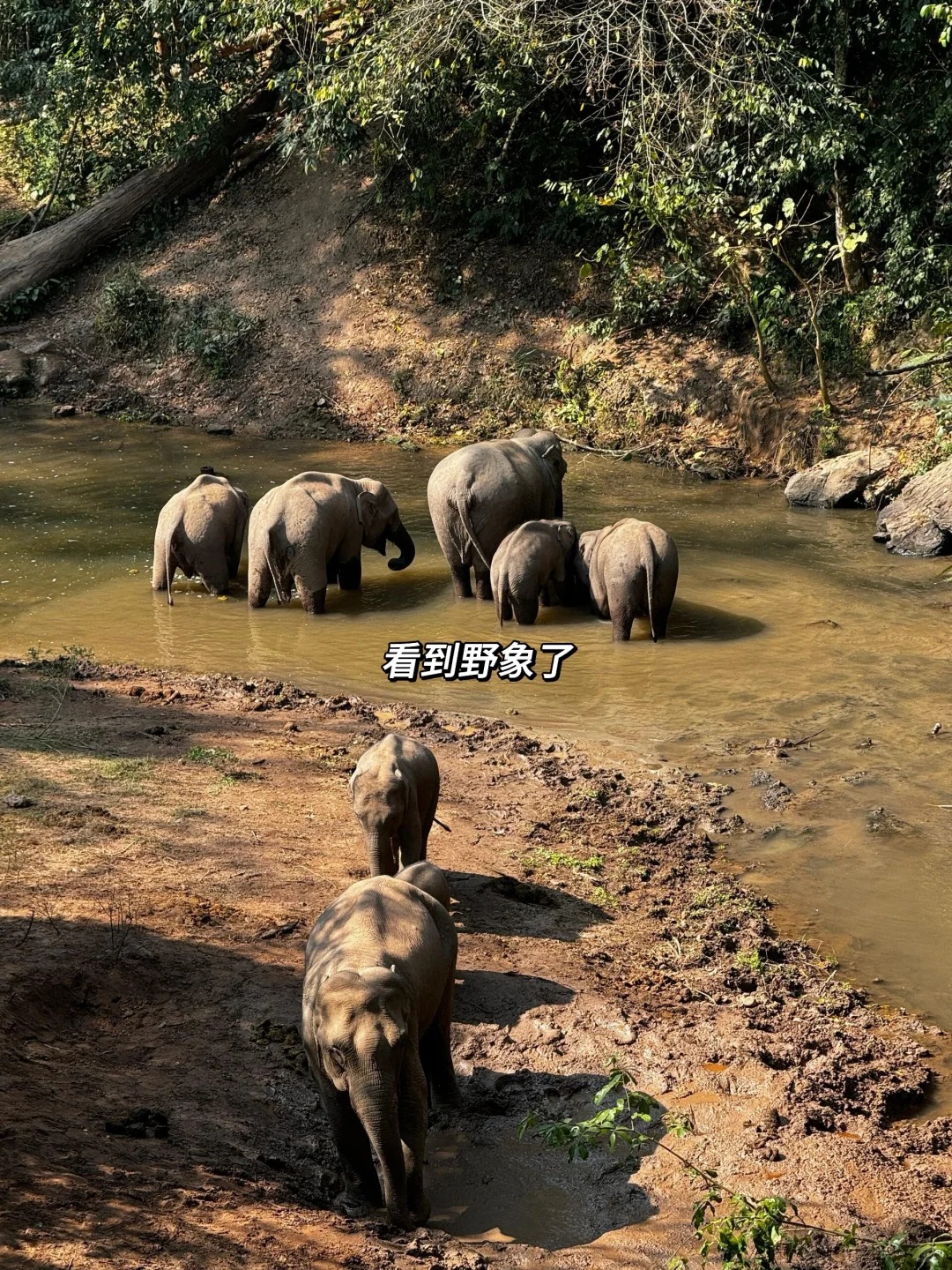 全网都在避雷的西双版纳野象谷，我非不听劝!_6_时线旅行-高奢度假_西双版纳-森林-来自52tours 我爱旅游网
